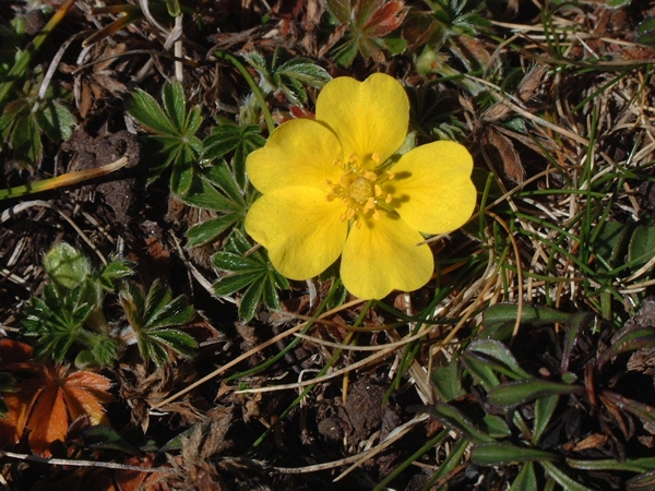 potentilla?